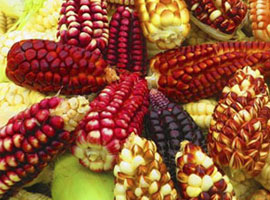 Productos